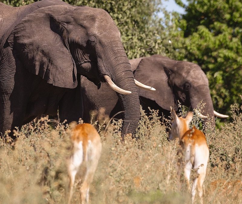 6-Tage Klassiker Safari