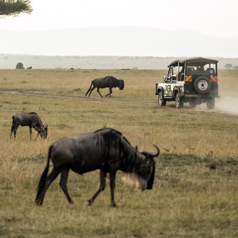 safari tour buchen